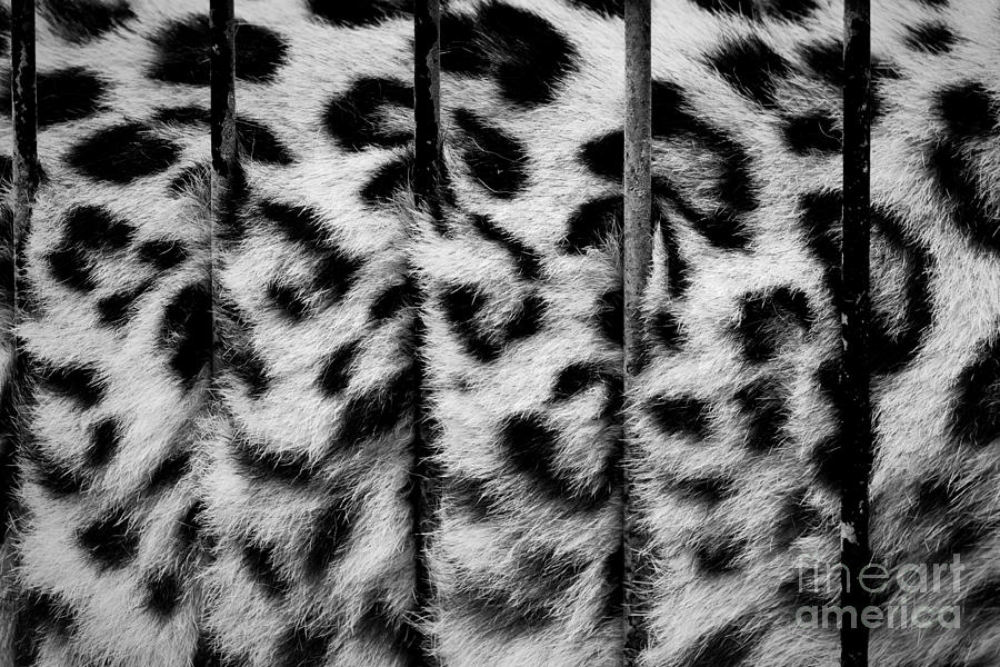 Wildlife Photograph - A big cat in cage its fur behind zoo bars captivity by Michal Bednarek