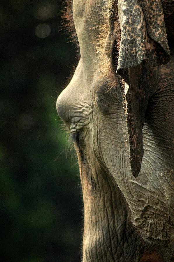 Elephant Photograph - A big head by Achmad Bachtiar