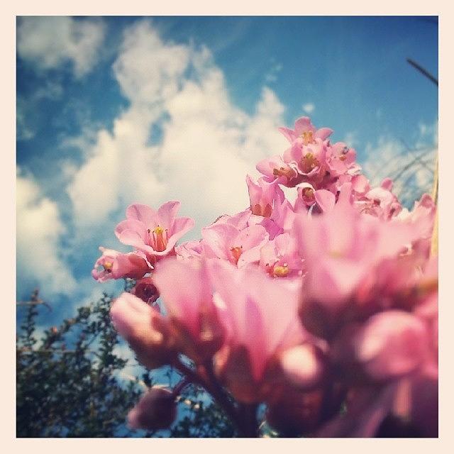 Spring Photograph - A Big Sky Moment. .. #flowers  #garden by Linandara Linandara