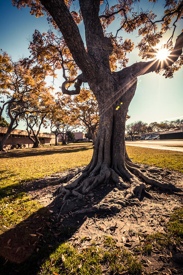 Long Beach Photograph - A big  tree trunk of Long Beach in the autumn by Sviatlana Kandybovich