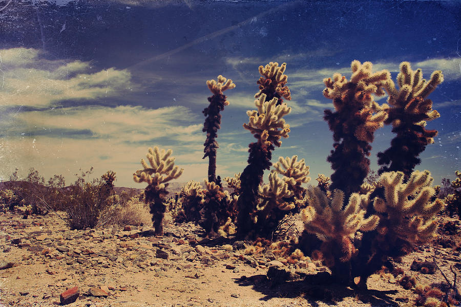 Joshua Tree National Park Photograph - A Billion Needles Went into My Heart by Laurie Search