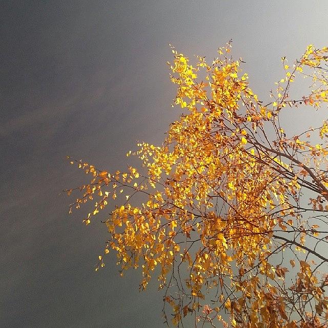 Fall Photograph - A #birch #tree From Yesterday by Linandara Linandara