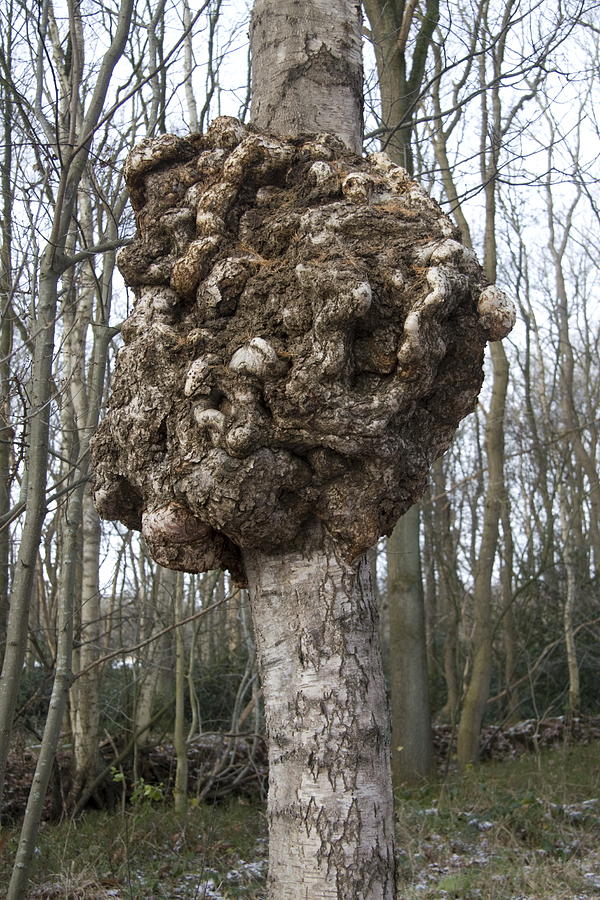 A birch tree with cancer Netherlands Photograph by Ronald Jansen - Fine ...