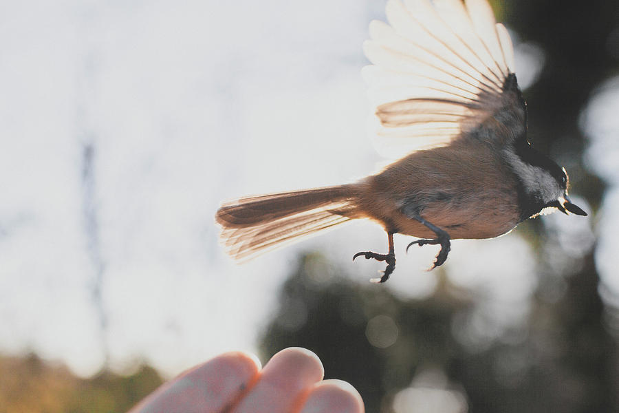 A Bird Flies Away Photograph by Christopher Kimmel - Fine Art America