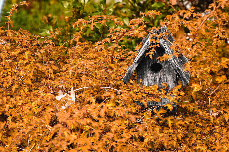 Landscape Photograph - A bird house sits empty in fall by Jeff Folger