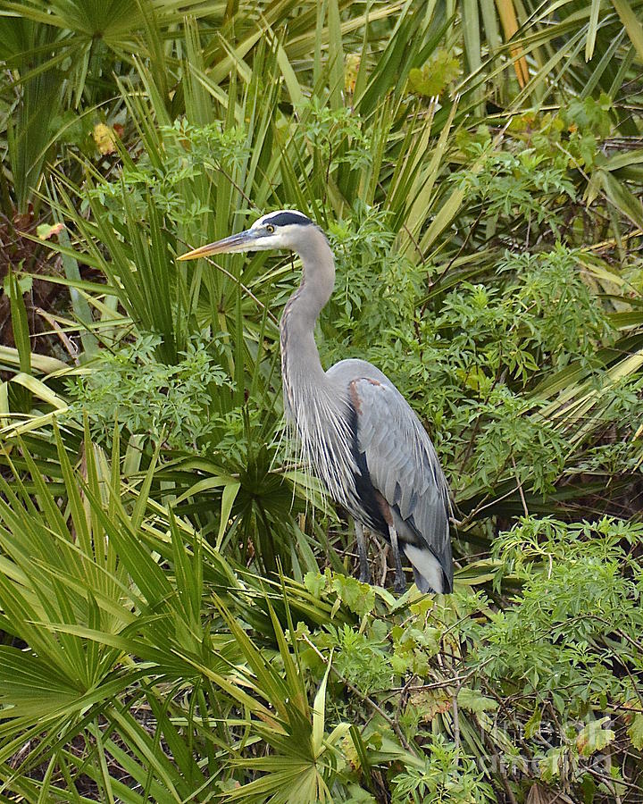 A Bird In The Bush Photograph by Carol Bradley - Fine Art America