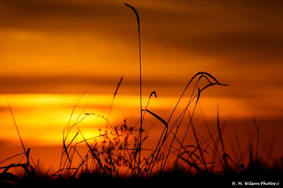 A Bird in the Grass Photograph by Heather Wilson - Fine Art America