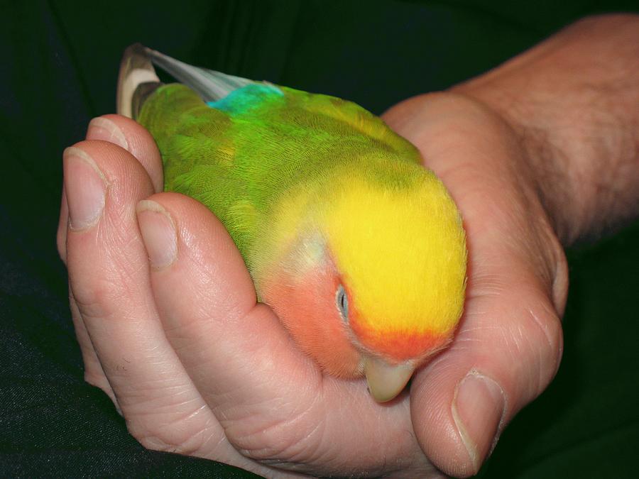 Lovebird Photograph - A Bird in the Hand by Andrea Lazar