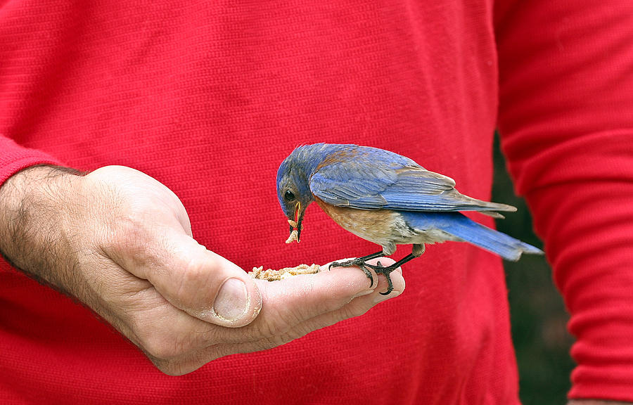 A Bird in the Hand Photograph by Jean Noren