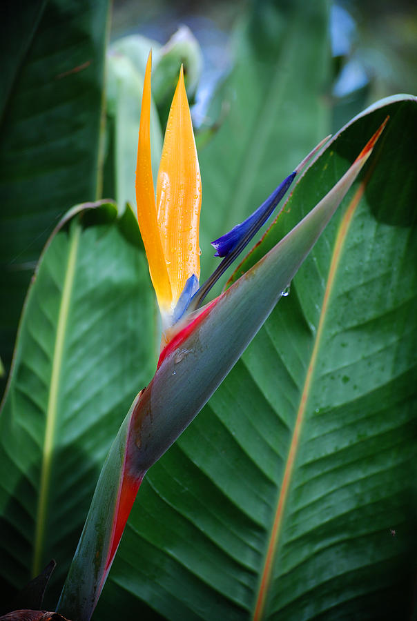 A Bird of Paradise II Photograph by Michelle Wrighton