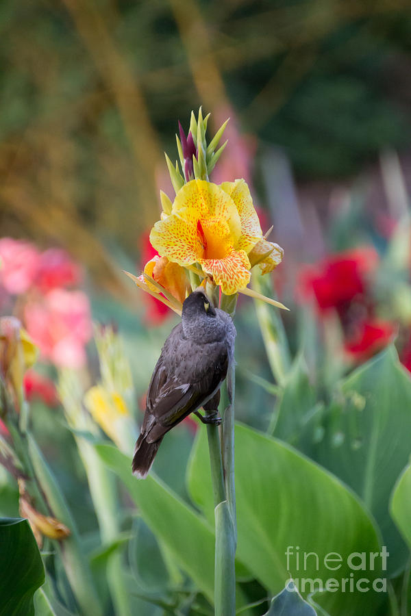 A bird on iris Photograph by Agnes Caruso