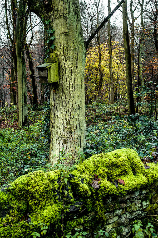 A Birdhouse in the Woods Photograph by Dennis Dame