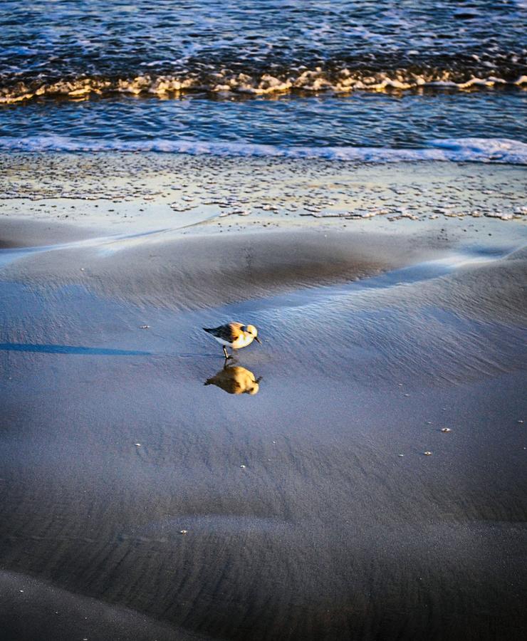 A Birds Reflection Photograph by Kristina Deane