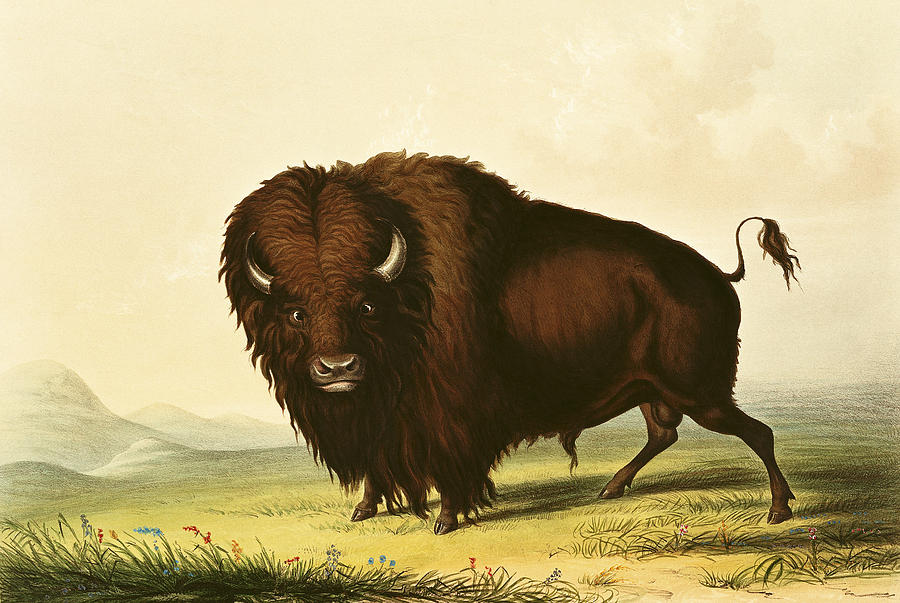 A Bison Painting by George Catlin
