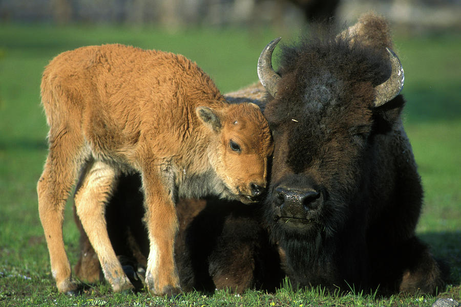 Baby Wood Bison