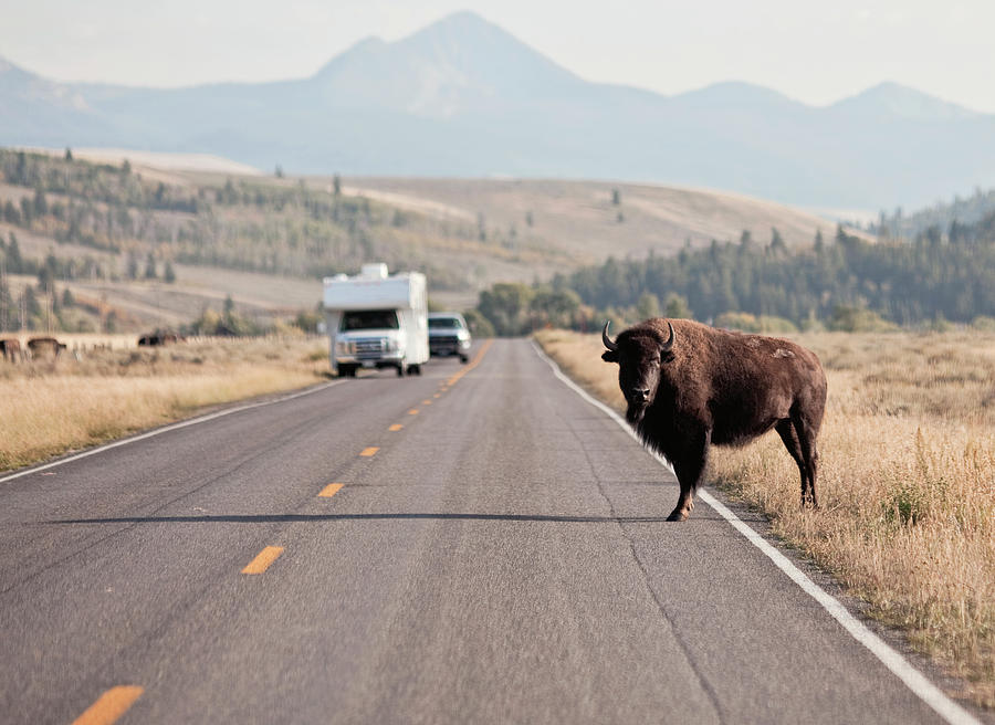 A Bison Stands In The Middle Photograph by Chris Fine Art America