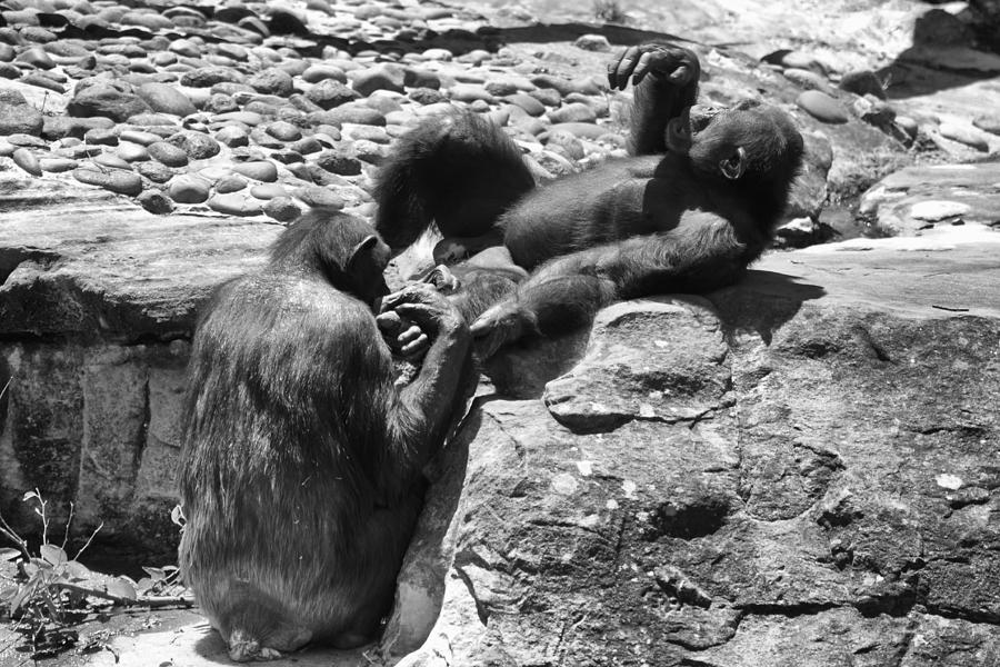 Chimpanzee Photograph - A Bit Like Us V2 by Douglas Barnard