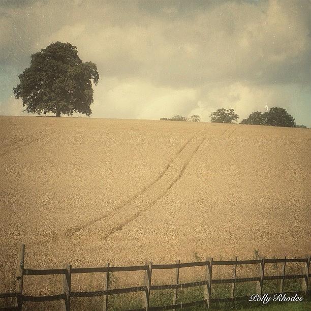 A Bit Of A Dull Day Over The Wheat Photograph by Polly Rhodes