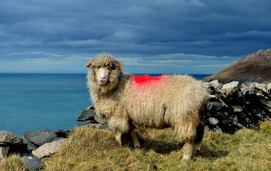Sheep Photograph - A bit of colour by Barbara Walsh