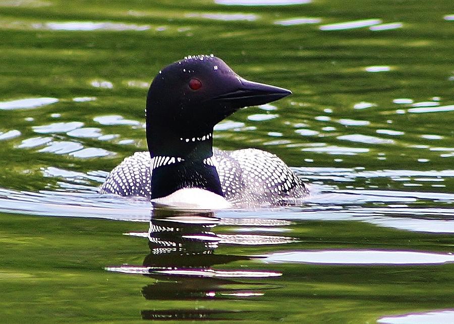 Loon Photograph - A Bit of Serenity by Bruce Bley