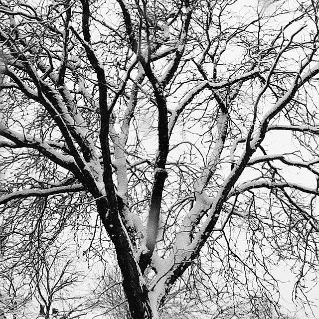Winter Photograph - A Bit Of Snow. #snow #winter  #art by Traci Law