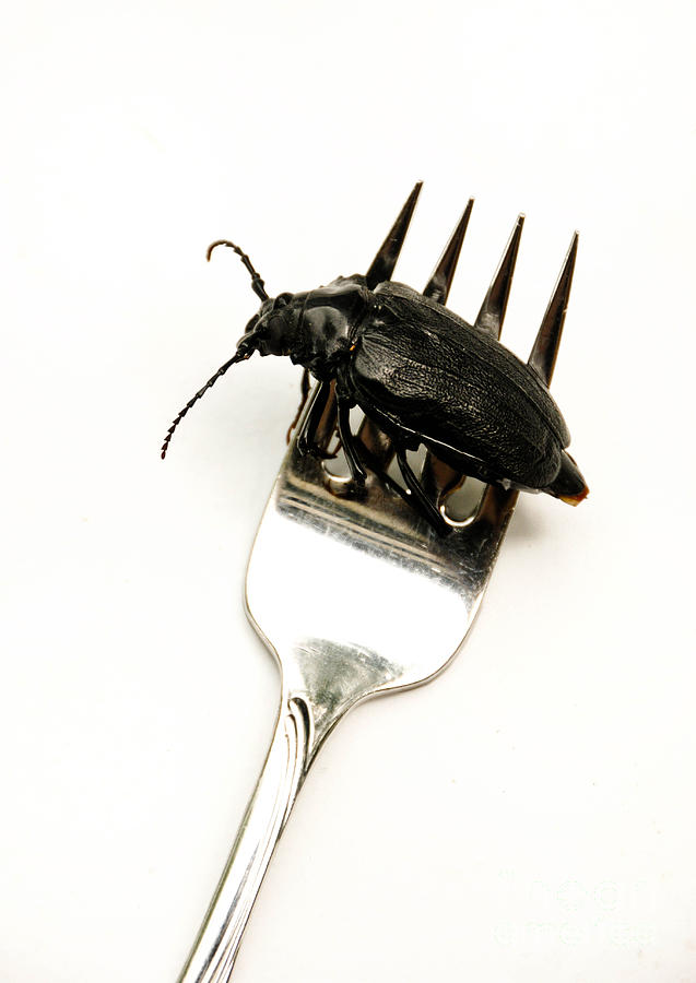 Fork Photograph - A Bite of Water Bug by Amy Cicconi