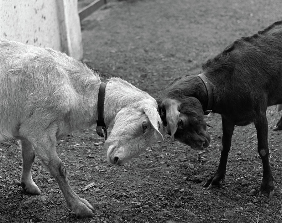 Animal Photograph - A Black & A White Goat Butting Heads by Vintage Images