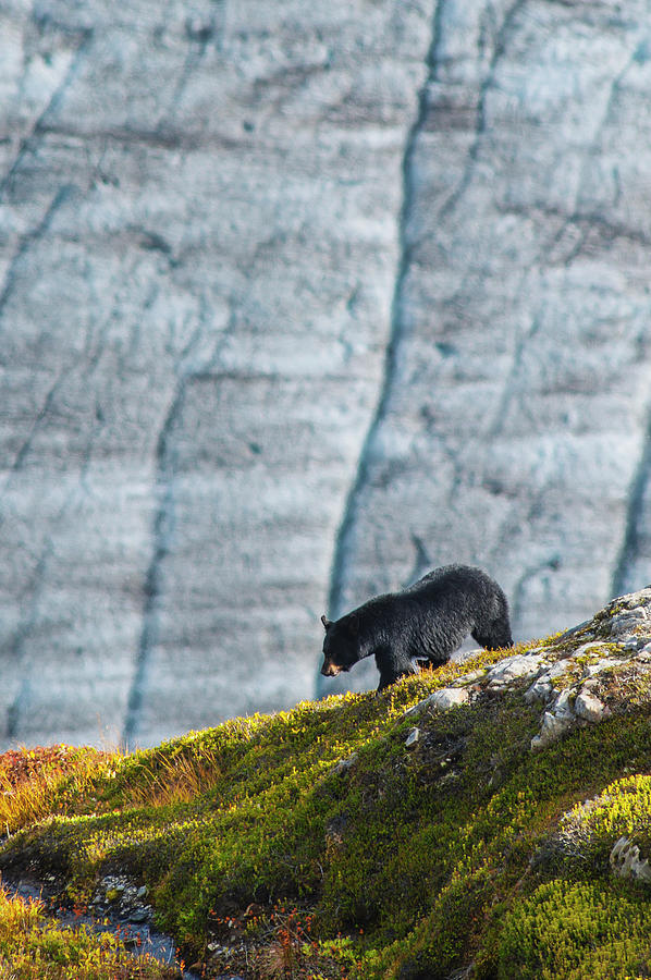 Kenai Fjords National Park Photograph - A Black Bear With Exit Glacier by Michael Jones