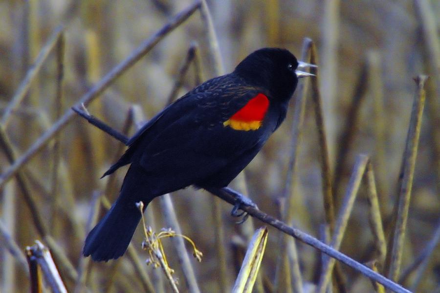 A Black Bird Calls Out Photograph by Jeff Swan