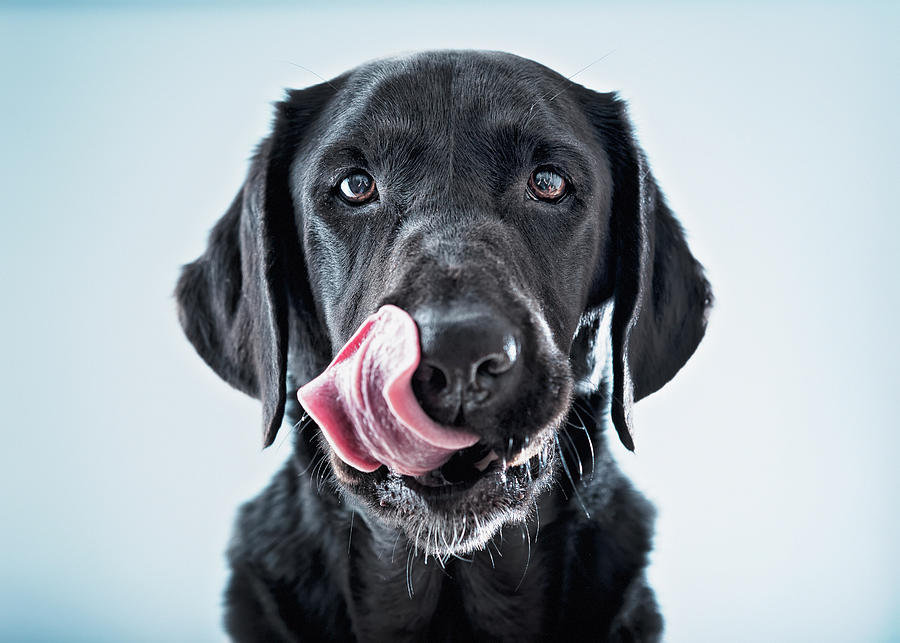 A Black Dog Licking His Lips Photograph by Ben Welsh / Design Pics