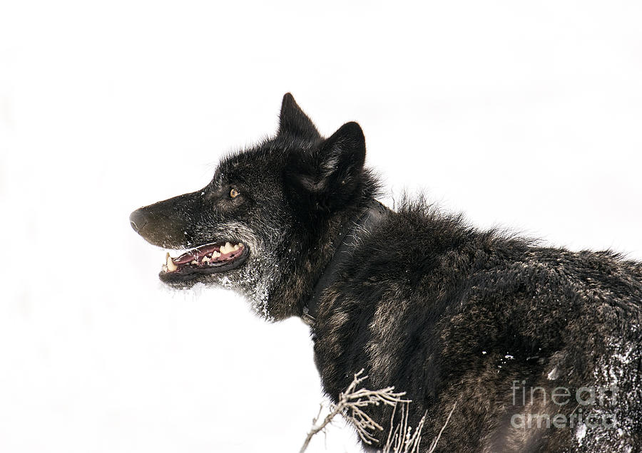 A black female wolf in Yellowstone Photograph by Deby Dixon