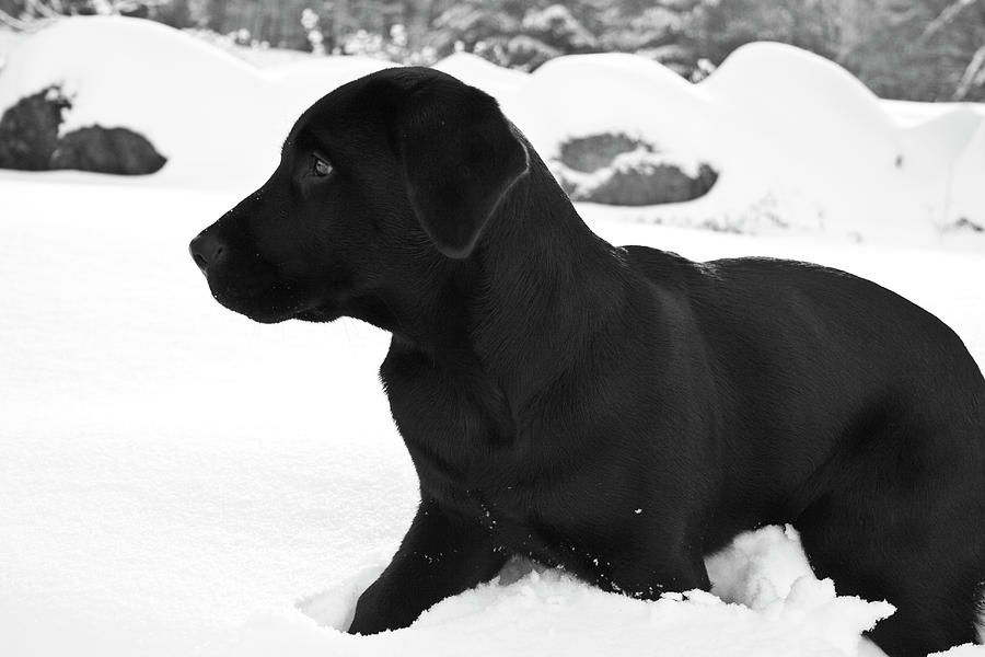 Winter Photograph - A Black Labrador Retriever Puppy Plays by Jose Azel