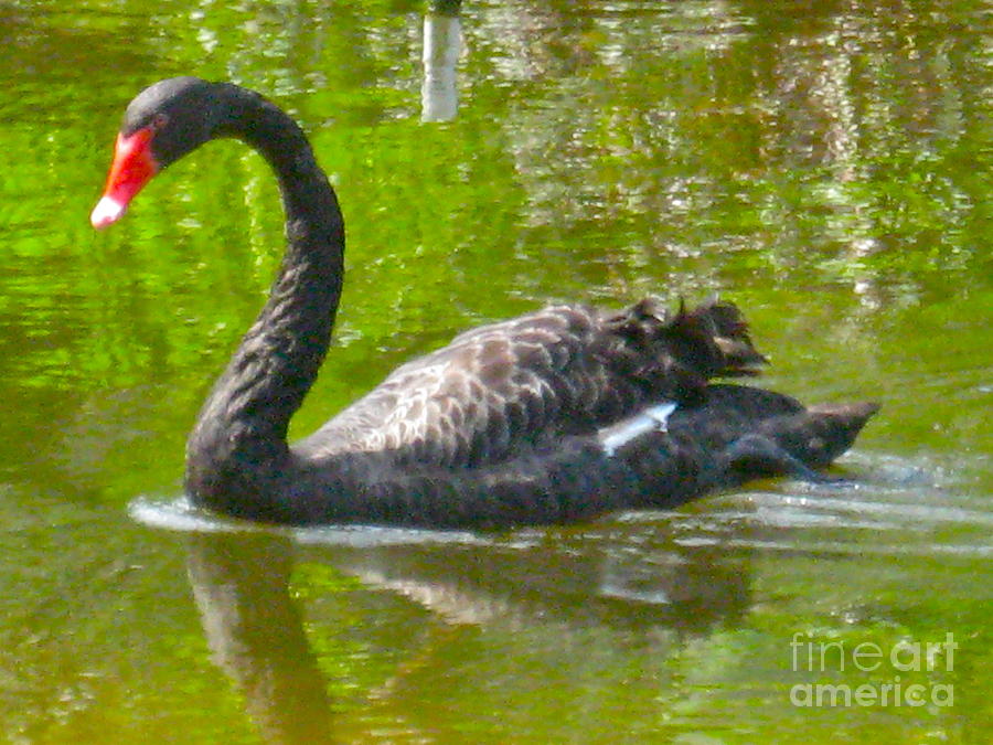 A Black Swan Swimming Photograph by Joan McArthur