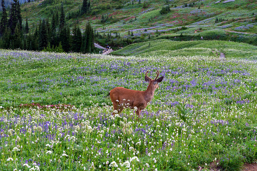 A Black-tailed Deer near Paradise Photograph by Michael Russell