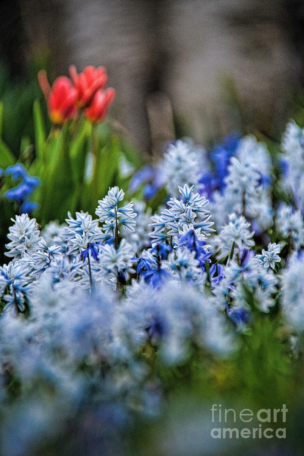 A Blizzard of Striped Squill Photograph by Henry Kowalski