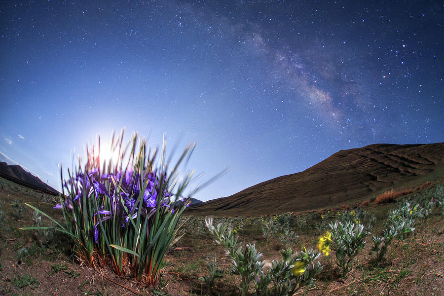 A Blooming Iris Flower Photograph by Jeff Dai