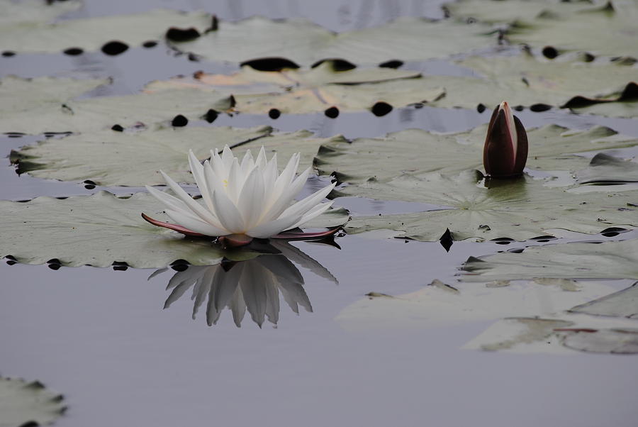 A Blooming Lily Pad Photograph by Charlie Day - Fine Art America