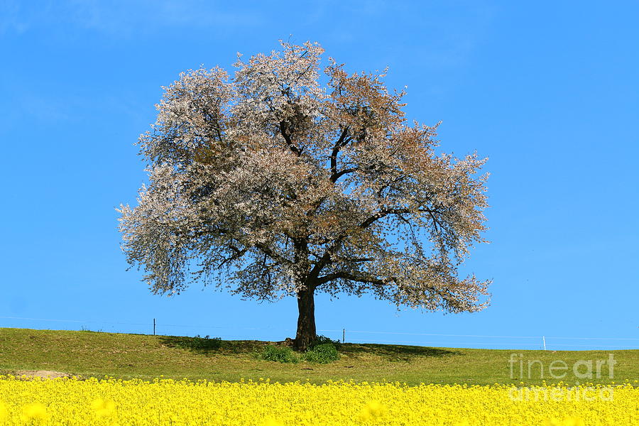 A blooming lone Tree in Spring with canolas in front 2 Photograph by Amanda Mohler