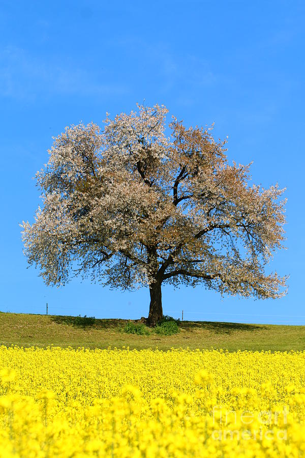A blooming lone Tree in Spring with canolas in front Photograph by Amanda Mohler