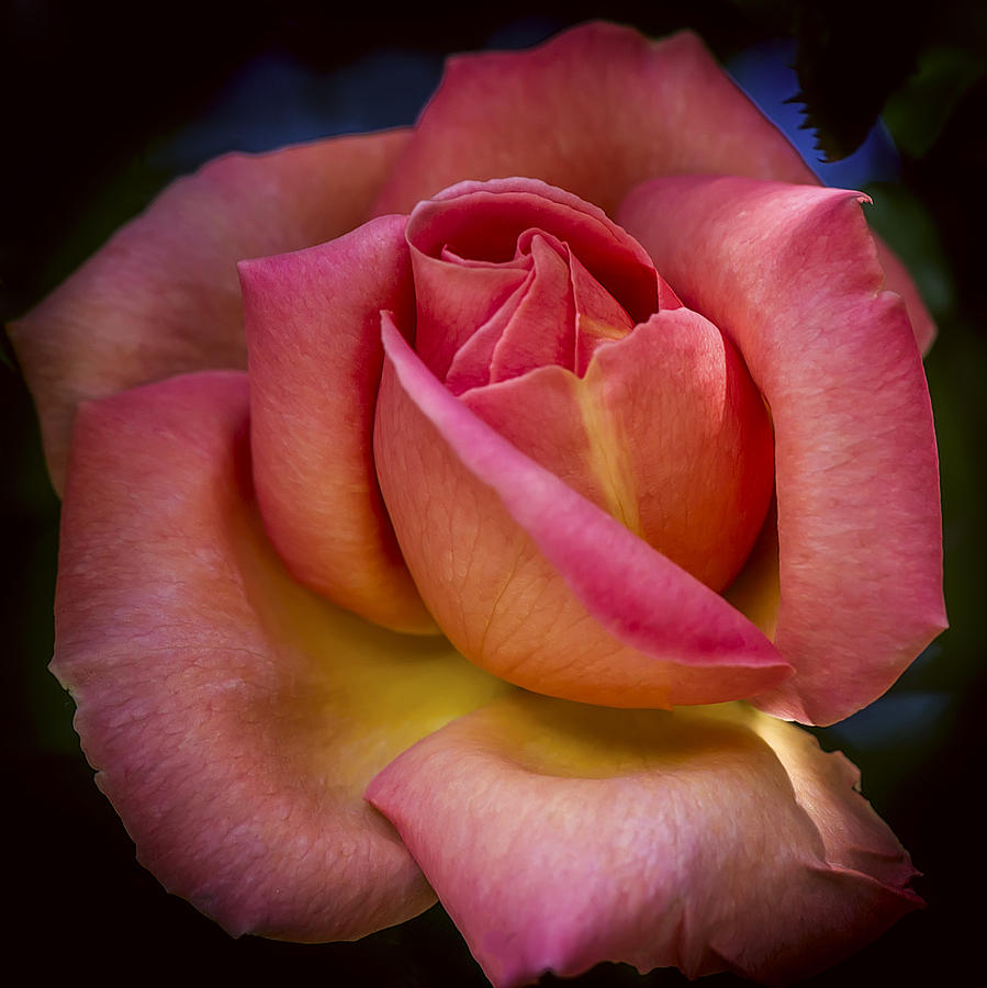 Rose Photograph - A Blooming Rose by Mark Lucey