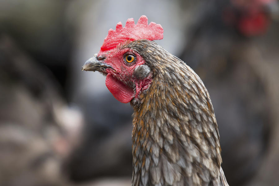 A Blue Americauna Hen At A Farm Palmer Photograph by Glenda Christina ...