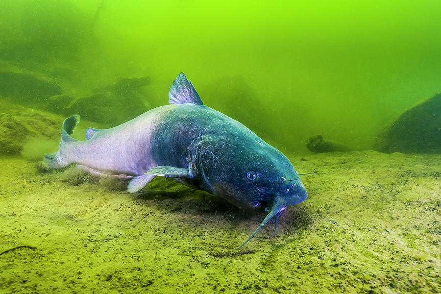 A Blue Catfish Swimming Photograph by Jennifor Idol