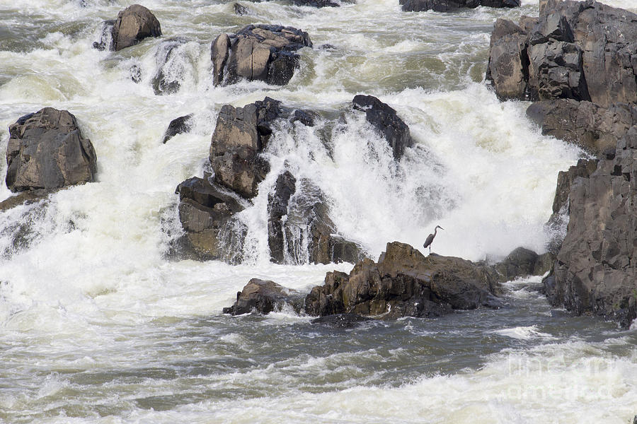 A blue heron waits hopefully at Great Falls on the Potomac. Photograph by William Kuta