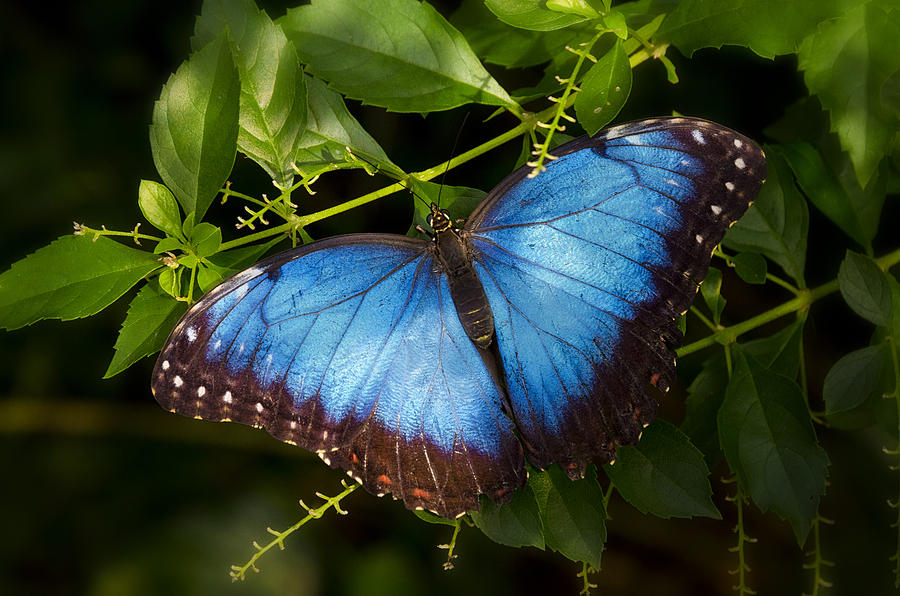 A Blue Morpho Butterfly  Photograph by Saija Lehtonen