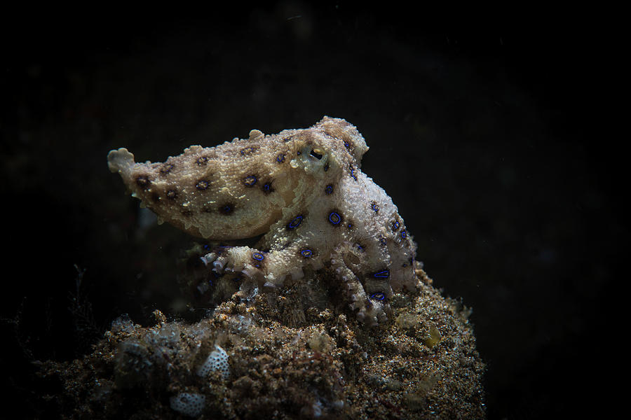 A Blue Ringed Octopus Settles Photograph by Brook Peterson