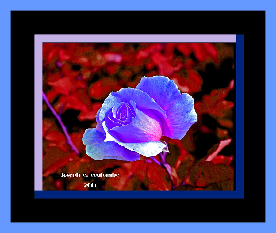Rose Digital Art - A Blue Rose For One by Joseph Coulombe
