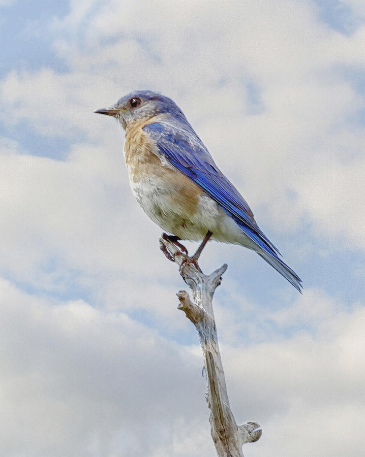 A Bluebird Photograph by Constantine Gregory