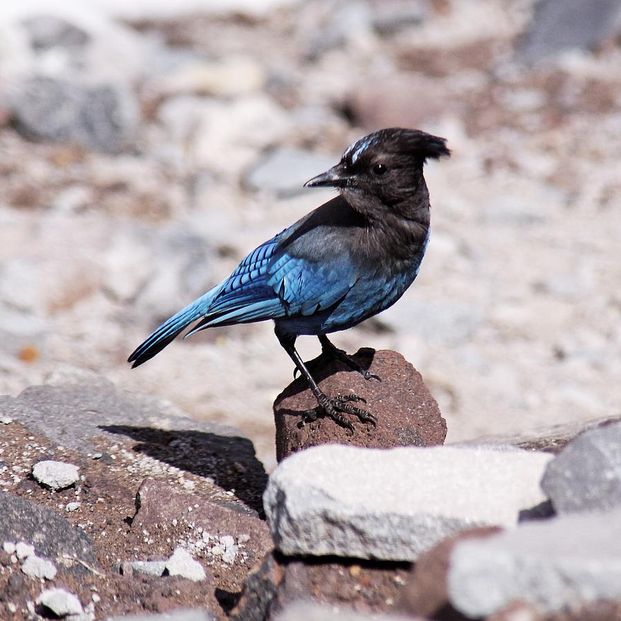 A Bluebird of Happiness Photograph by Alexander Fedin