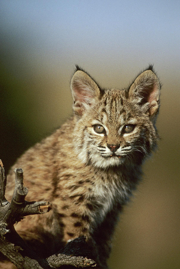 A Bobcat In Montana Photograph by Beck Photography - Pixels