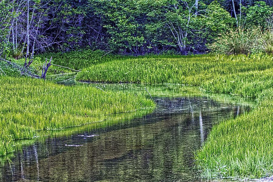 A Bog Creek On Cape Cod Photograph by Constantine Gregory